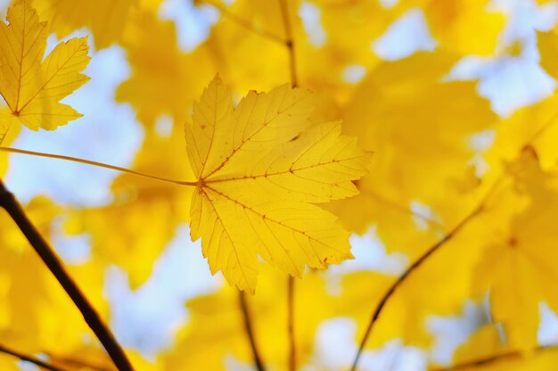 Herfst achtergrond met gouden esdoornblad, selectieve focus