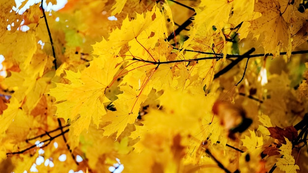 Herfst achtergrond met gouden herfst esdoorn bladeren bij zonnig weer sunny