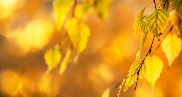 Herfst achtergrond met oranje gele bladeren en gouden zonlicht natuurlijke bokeh Herfst natuur landschap met kopie ruimte banner