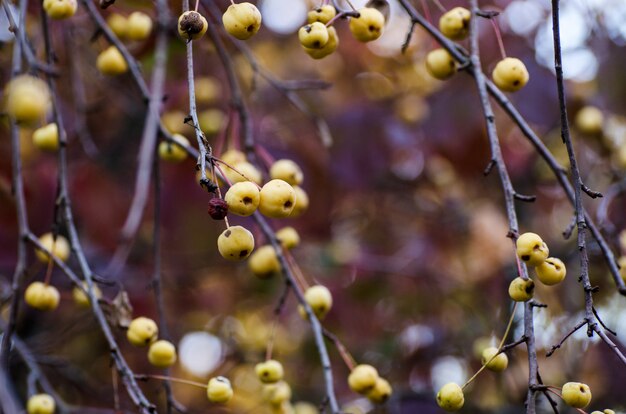 Foto herfst achtergrond met veel gele wilde appels. donker humeurig valplaatje.