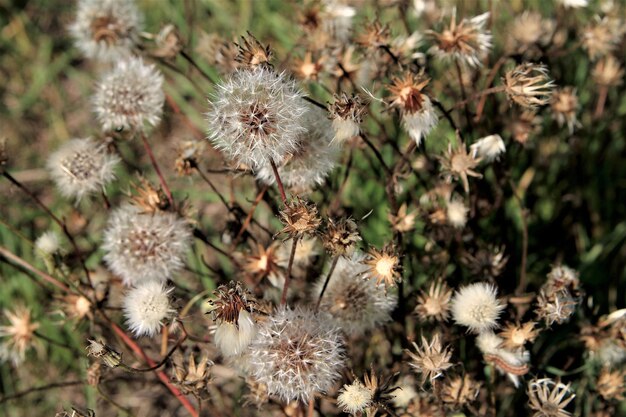 Herfst achtergrond met witte paardebloemen