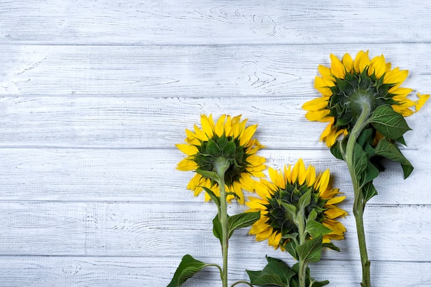 Herfst achtergrond met zonnebloemen