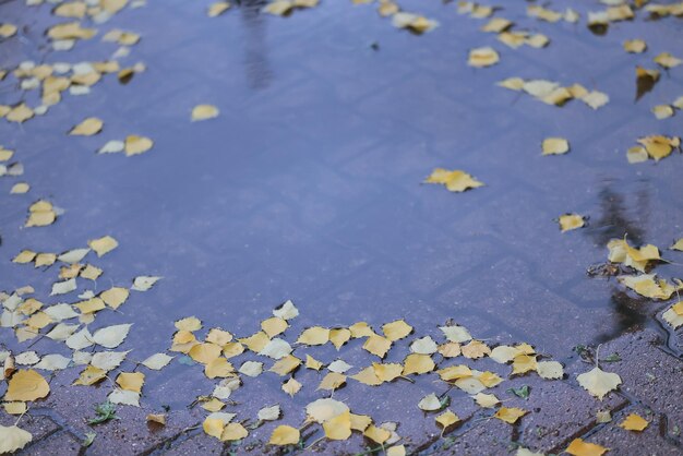 herfst achtergrond ontspannen, natte gele bladeren behang sfeer route