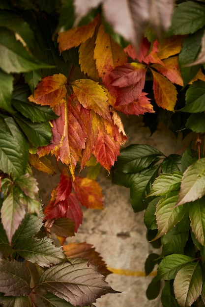 Herfst achtergrond Rode en groene herfstbladeren achtergrond