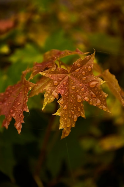 Herfst achtergrond Rode en groene herfstbladeren achtergrond