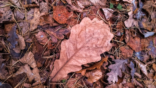 Herfst achtergrond van droge bruine bladeren liggend op natte vochtige grond.