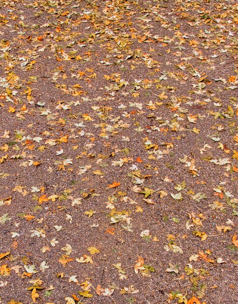 Herfst achtergrond van een parkvloer bezaaid met bladeren.