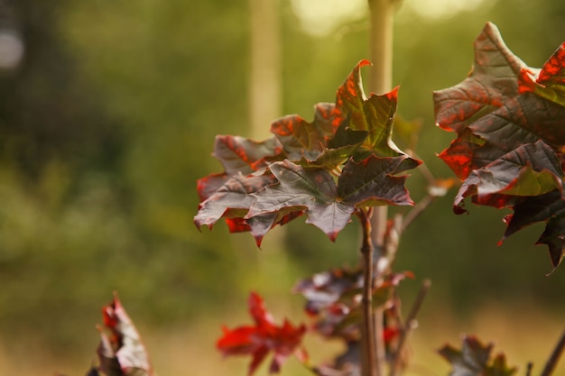 Herfst achtergrond van esdoorn bladeren twijgen en gebladerte