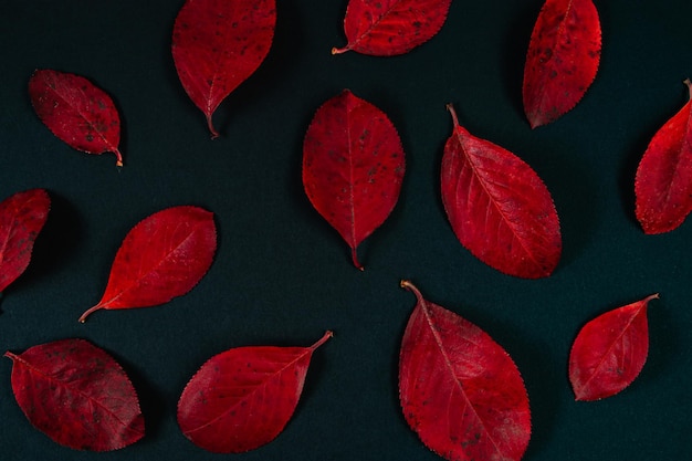 Herfst achtergrond van felrode bladeren op zwarte achtergrond