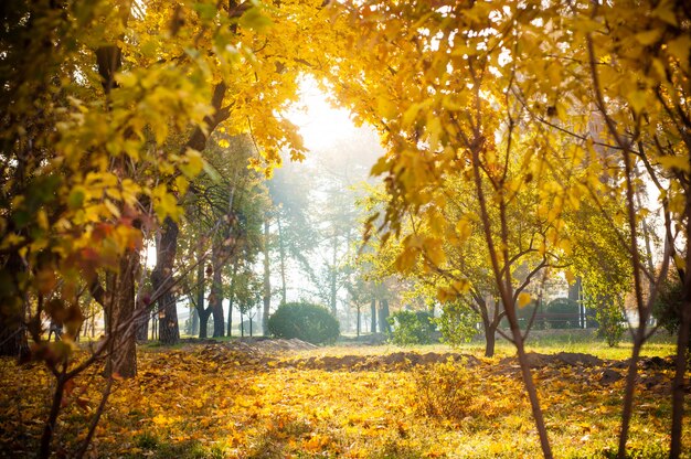 Herfst achtergrond van park