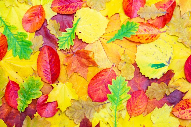 Herfst achtergrond van rode, gele en groene bladeren. Plat leggen, ruimte kopiëren.