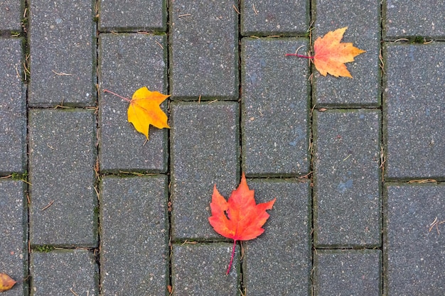 herfst achtergrond. veelkleurige esdoornbladeren liggen op natte straatstenen op straat