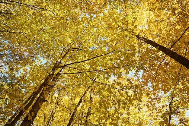 Herfst achtergrond