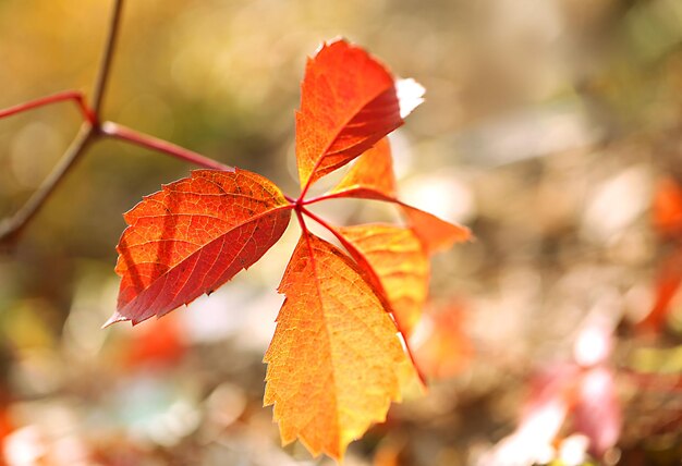 Herfst achtergrond