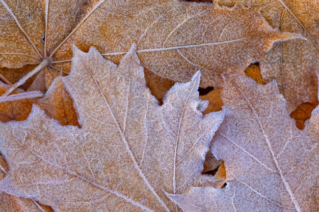 herfst achtergrond