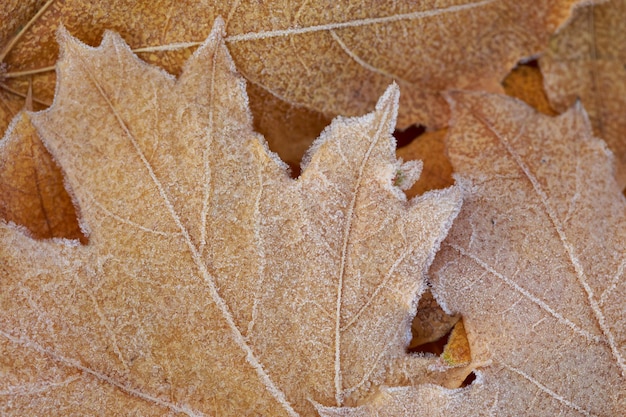 herfst achtergrond