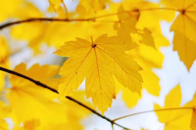 herfst achtergrond