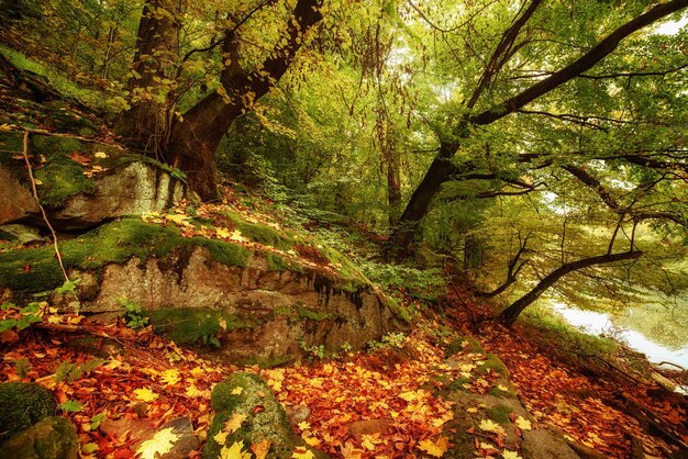 herfst achtergrond