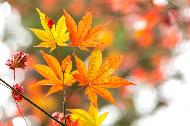 Herfst achtergrond