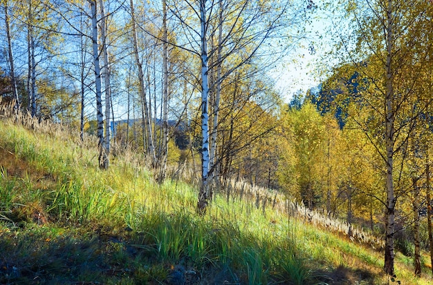 Herfst berg Nimchich pass (Karpaten, Oekraïne) en berkenbos op heuvel.