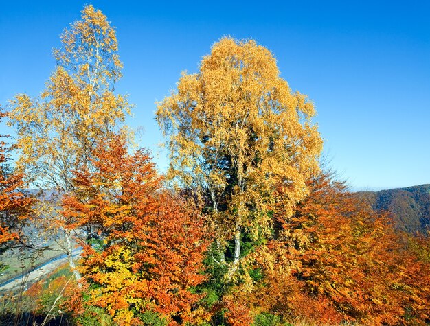 Herfst berg Nimchich pass, Karpaten, Oekraïne en kleurrijke bomen op heuvel.