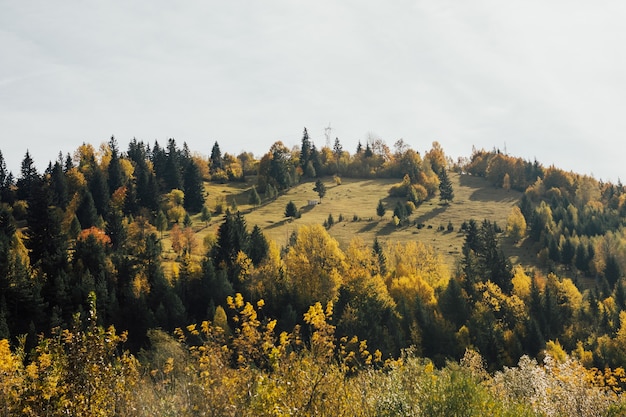 Herfst bergbos. de natuurlijke schoonheid van de herfst.