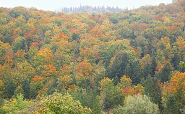 Herfst bergbos