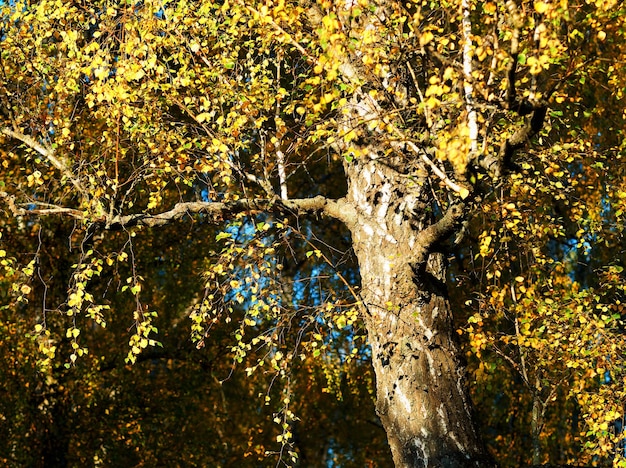 Herfst berk close-up natuur achtergrond