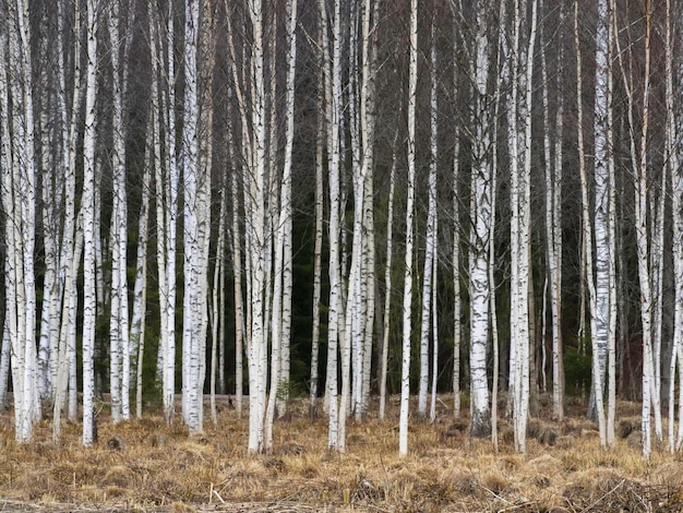 Herfst berken groeien in lijnen met naakte takken op een donkere bosachtergrond