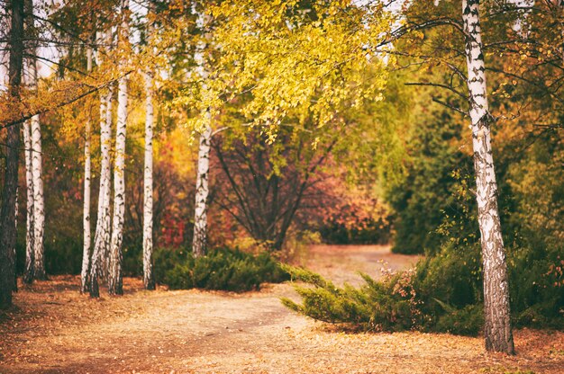 Herfst berkenbos