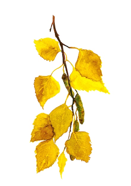 Foto herfst berkentak met gele bladeren