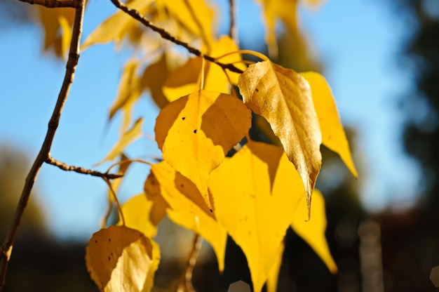 Herfst berkentak