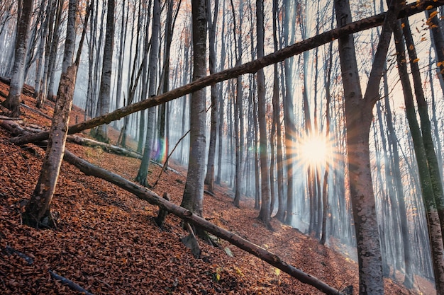 Herfst beukenbos grote vlakke bomen gele bladeren aan bomen en op de grond