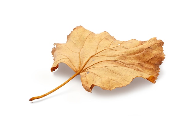 Herfst blad geïsoleerd op een witte achtergrond met schaduwen uitknippad voor isolatie zonder schaduwen op wit schaduwen op wit