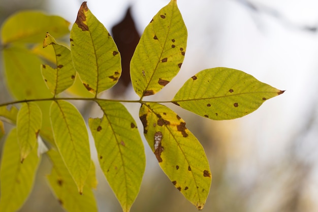 Herfst blad tak