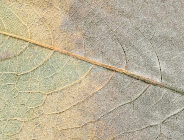 Herfst blad textuur