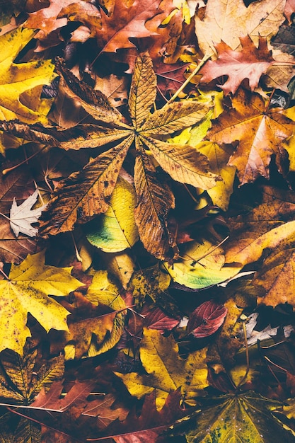 herfst bladeren achtergrond