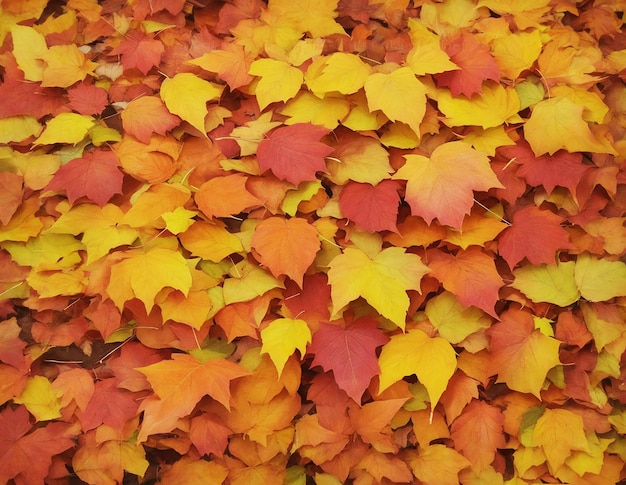 herfst bladeren achtergrond