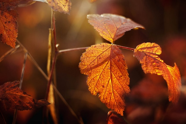 Herfst bladeren met onscherpe achtergrond