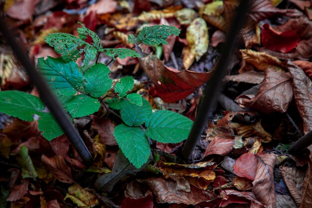 Herfst bladeren op de grond