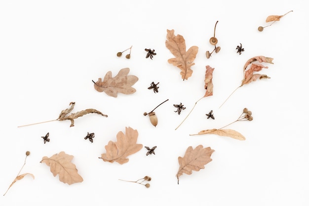 Herfst bleek patroon, droge eikenbladeren, eikels op wit