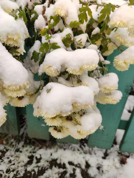 Foto herfst bloeiende witte chrysant bloemen bedekt met sneeuw bevroren bloemen bedekt met vorst au
