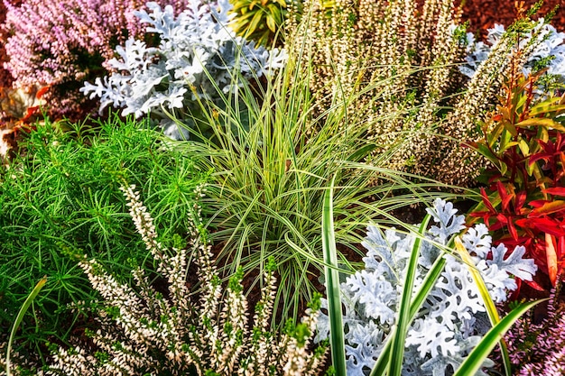 Herfst bloemen. Bloembed met witte heide, gras en planten. Bloemen achtergrond. grafdecoratie