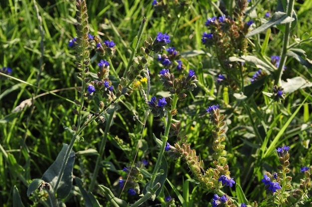 Foto herfst bloemen