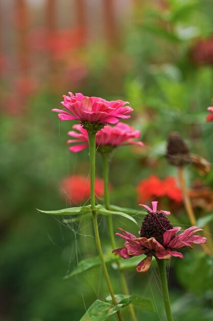 Herfst bloemenachtergrond Grote dichte struik met herfstbloemen Een mooie struik groeit in de tuin Mooie struiken met bloemen zijn bedekt met herfstspinnenwebben in een bloembed bij het huis