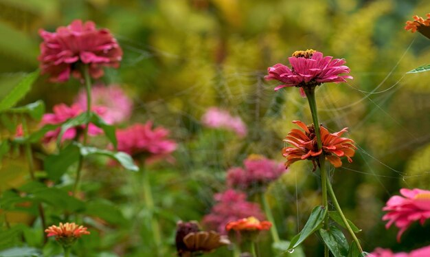 Herfst bloemenachtergrond Grote dichte struik met herfstbloemen Een mooie struik groeit in de tuin Mooie struiken met bloemen zijn bedekt met herfstspinnenwebben in een bloembed bij het huis