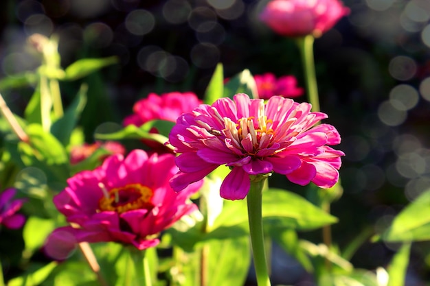 Herfst bloemenpalet lila zinnia's tegen de achtergrond van talrijke bloemen in de zon close-up bokeh