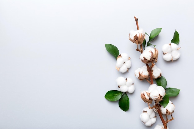 Herfst Bloemensamenstelling Gedroogde witte pluizige katoenen bloemtak bovenaanzicht op gekleurde tafel met kopieerruimte