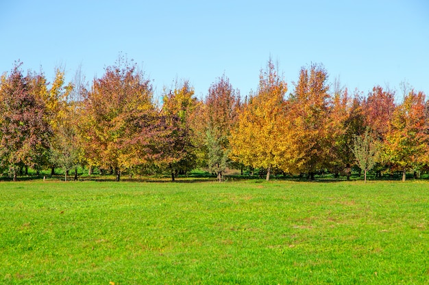 Foto herfst bomen en bladeren in zonnige dag