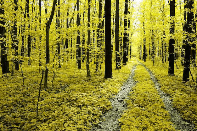 herfst bomen in het bos